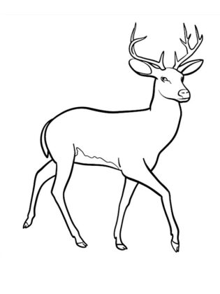 animais para colorir