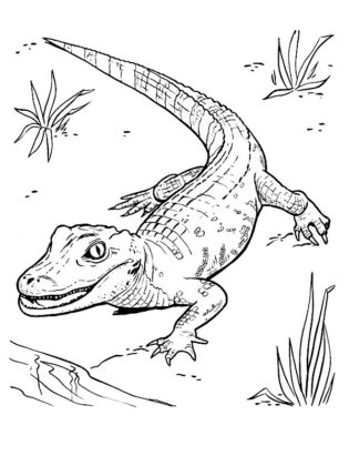 animais para colorir