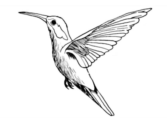 animais para colorir