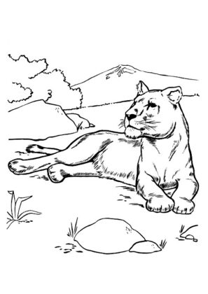 animais para colorir