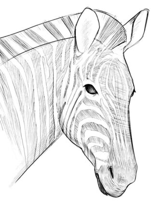 animais para colorir e imprimir