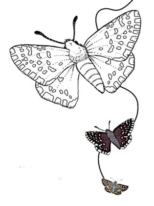 borboleta desenho para colorir