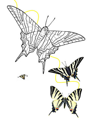 borboleta desenho para colorir