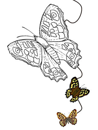 borboleta desenho para colorir