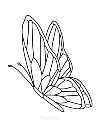 borboleta para colorir