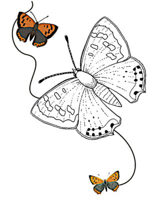 borboleta para colorir