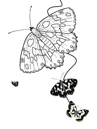 borboleta para colorir