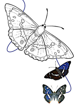 borboleta para colorir