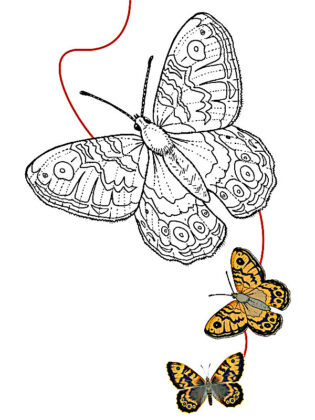borboleta para colorir