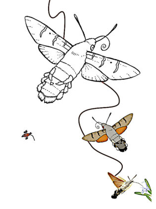 borboleta para colorir
