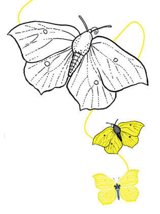 borboleta para colorir e imprimir