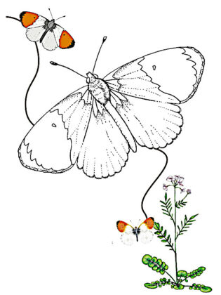 borboleta para colorir e imprimir
