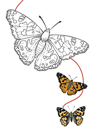 borboleta para colorir e imprimir