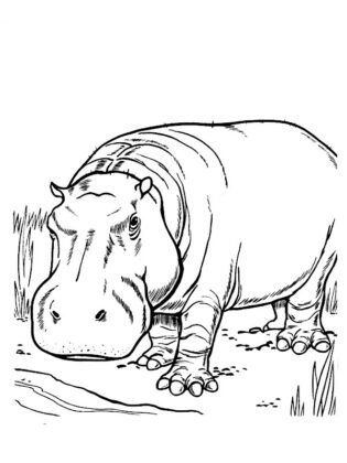 desenho animais para colorir