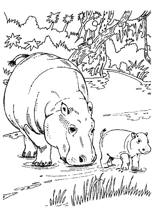 Animais Para Colorir 50 Desenhos Para Imprimir