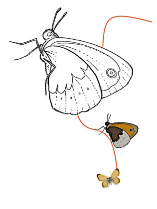 desenho de borboleta para colorir