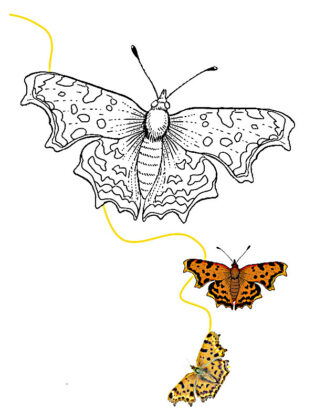 desenho de borboleta para colorir