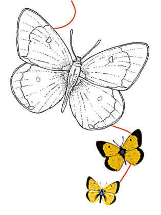desenho de borboleta para colorir