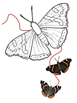 desenho de borboleta para colorir
