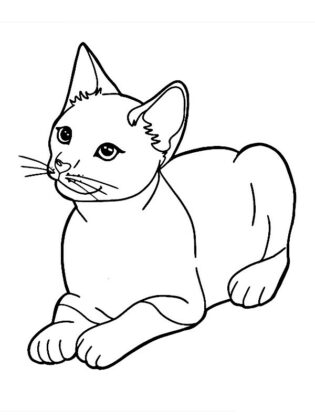 desenho de gatinho para colorir