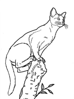 desenho de gato para colorir