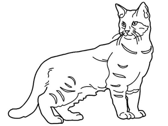 desenho de gato para colorir