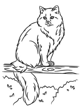 desenho de gato para colorir