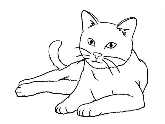 desenho de gatos para colorir