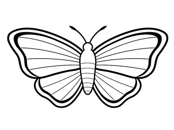desenho para colorir borboleta