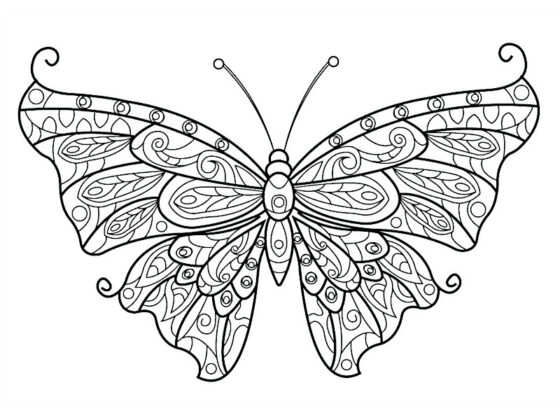 desenho para colorir borboleta