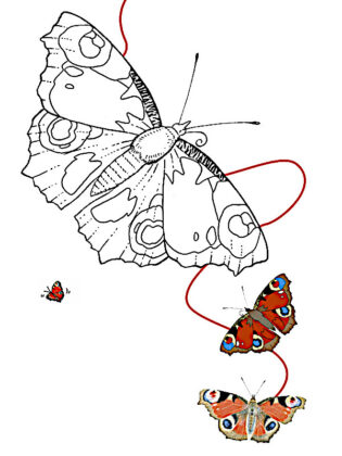 desenho para colorir borboleta