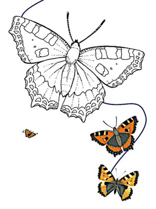 desenho para colorir borboleta