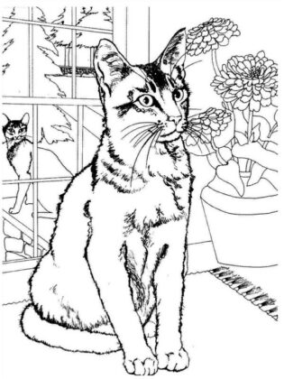 desenho para colorir gatinho