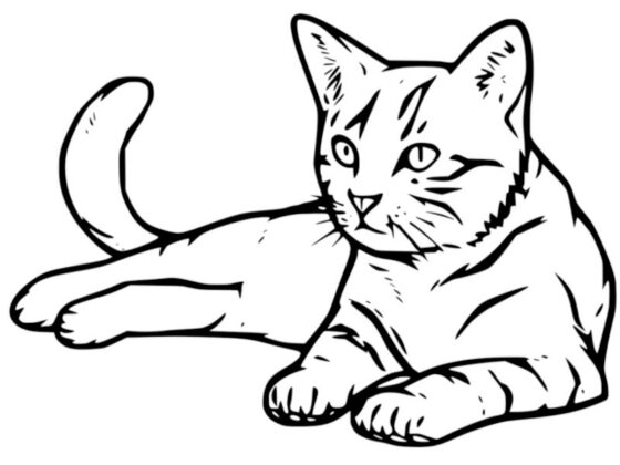 desenho para colorir gatinho
