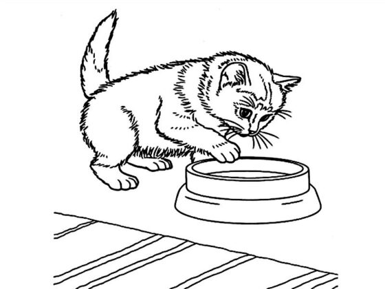 desenho para colorir gatinho