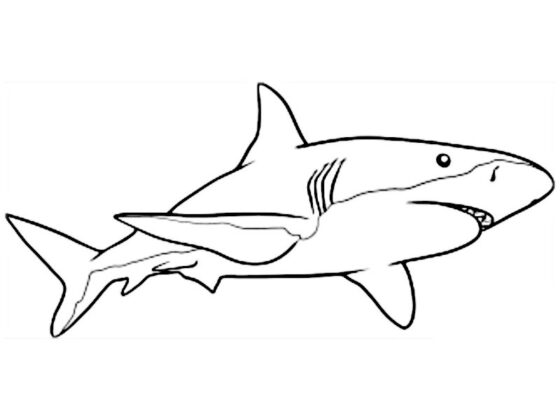 desenhos de animais para colorir