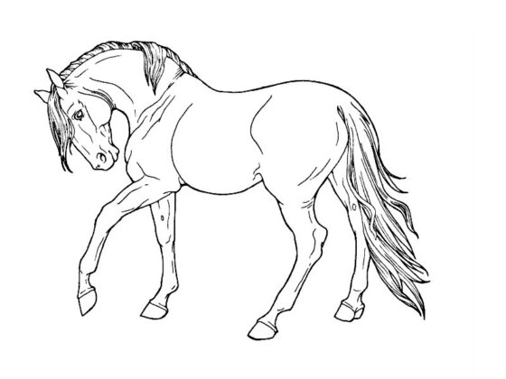 desenhos de animais para colorir
