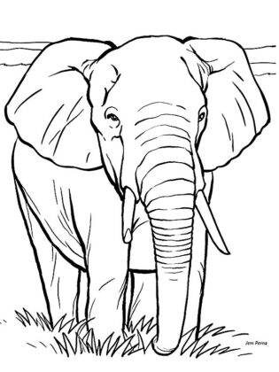 desenhos de animais para colorir