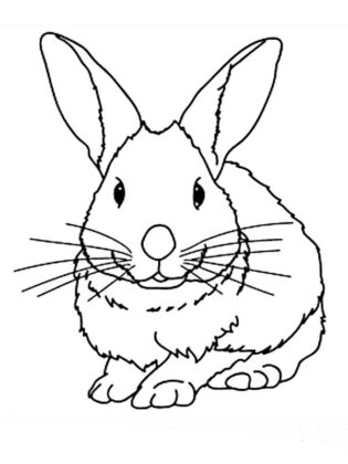 desenhos de animais para colorir