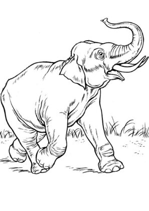 desenhos de animais para colorir