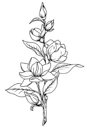 desenhos de flores para imprimir