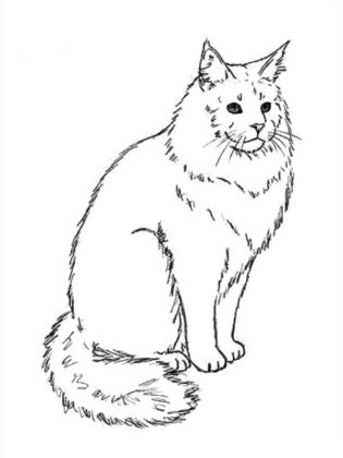 desenhos de gato para colorir