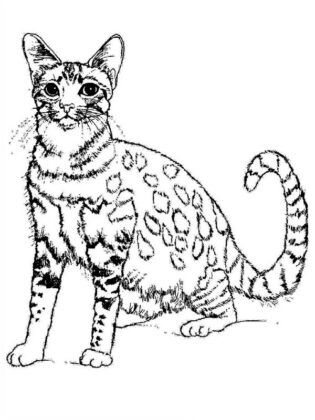 desenhos de gato para colorir