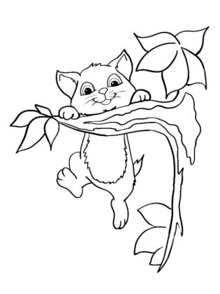desenhos de gatos para colorir
