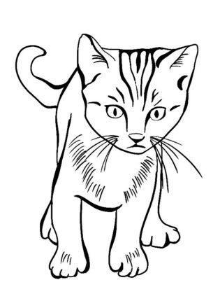 desenhos de gatos para colorir