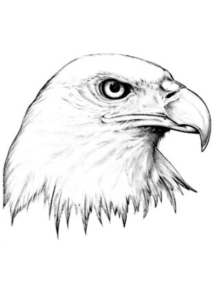desenhos para colorir animais