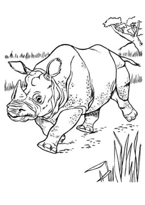 desenhos para colorir animais