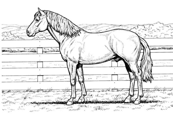 desenhos para colorir de animais