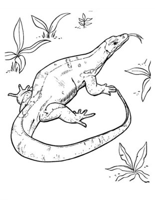 desenhos para colorir de animais