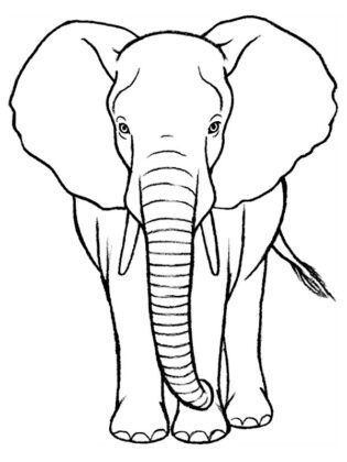 desenhos para colorir de animais